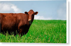 Chew - Canvas Print