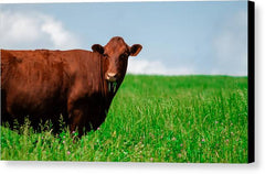 Chew - Canvas Print