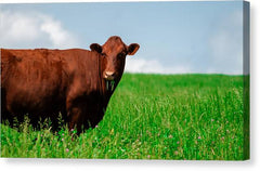 Chew - Canvas Print