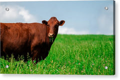 Chew - Acrylic Print