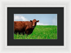 Chew - Framed Print