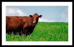 Chew - Framed Print