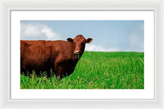 Chew - Framed Print
