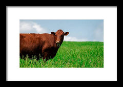 Chew - Framed Print