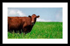 Chew - Framed Print