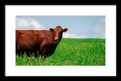 Chew - Framed Print