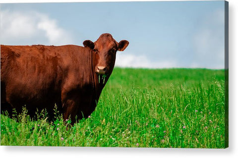 Chew - Acrylic Print
