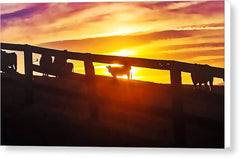 Cow Fence - Canvas Print