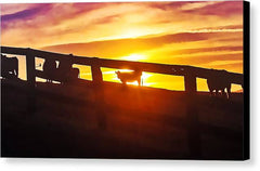Cow Fence - Canvas Print