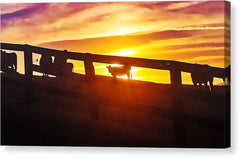 Cow Fence - Canvas Print
