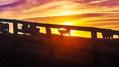 Cow Fence - Art Print