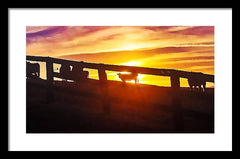 Cow Fence - Framed Print