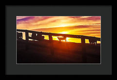 Cow Fence - Framed Print