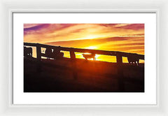 Cow Fence - Framed Print
