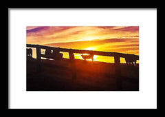 Cow Fence - Framed Print