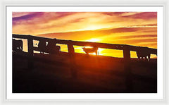 Cow Fence - Framed Print