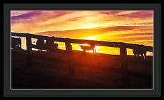 Cow Fence - Framed Print