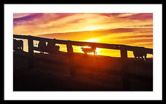 Cow Fence - Framed Print