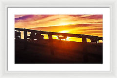 Cow Fence - Framed Print
