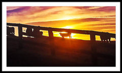 Cow Fence - Framed Print