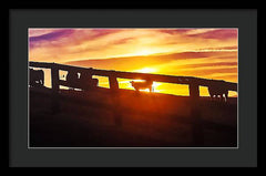 Cow Fence - Framed Print