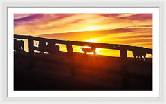 Cow Fence - Framed Print