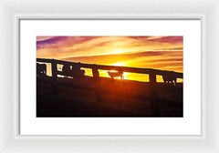 Cow Fence - Framed Print
