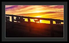 Cow Fence - Framed Print