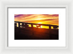 Cow Fence - Framed Print