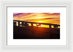 Cow Fence - Framed Print
