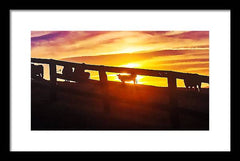 Cow Fence - Framed Print