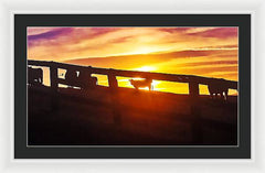 Cow Fence - Framed Print