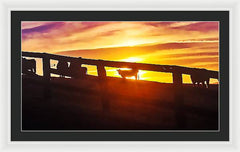 Cow Fence - Framed Print