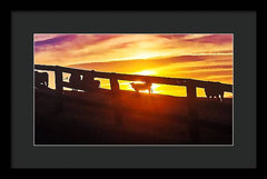 Cow Fence - Framed Print
