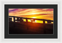 Cow Fence - Framed Print