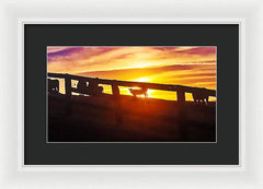 Cow Fence - Framed Print