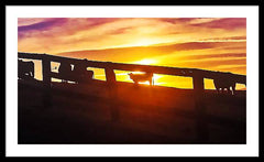 Cow Fence - Framed Print