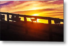 Cow Fence - Metal Print