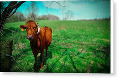 Crescent Portrait - Canvas Print