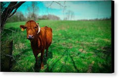 Crescent Portrait - Canvas Print