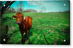 Crescent Portrait - Acrylic Print