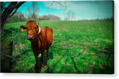 Crescent Portrait - Acrylic Print