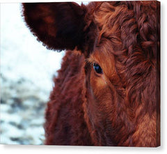 Devon Eye - Canvas Print