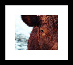 Devon Eye - Framed Print