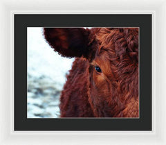 Devon Eye - Framed Print