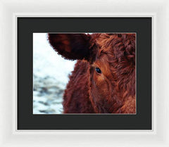Devon Eye - Framed Print