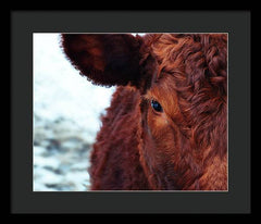 Devon Eye - Framed Print