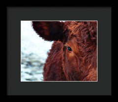 Devon Eye - Framed Print