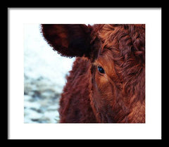 Devon Eye - Framed Print