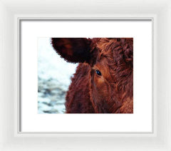 Devon Eye - Framed Print